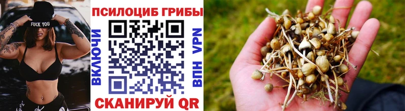 kraken зеркало  купить наркоту  Тутаев  Галлюциногенные грибы Psilocybine cubensis 